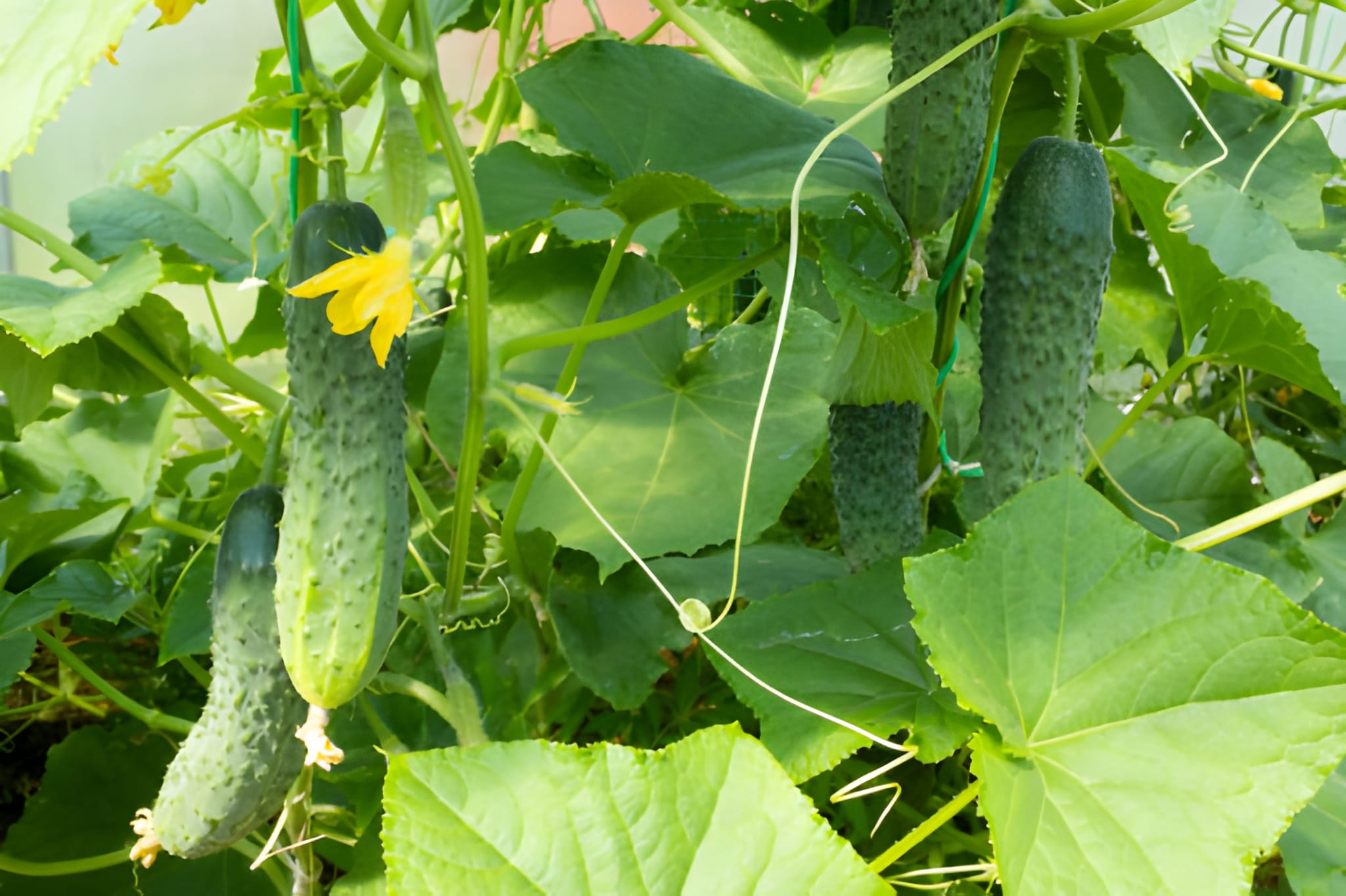 Agri-products-two